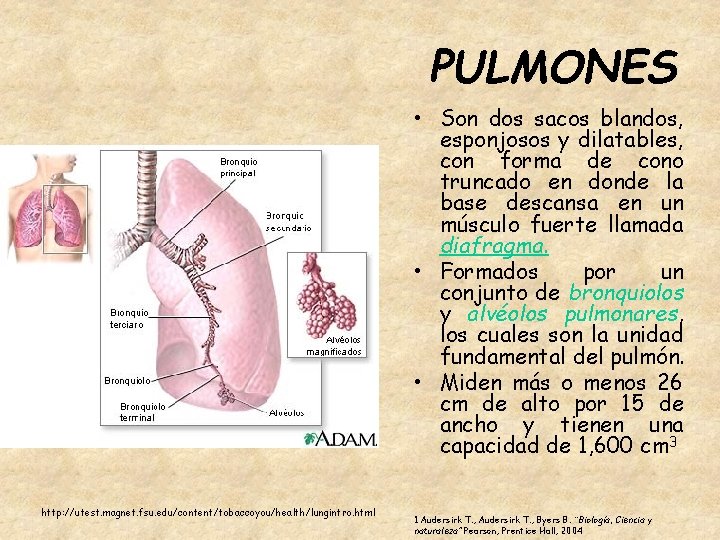 PULMONES • Son dos sacos blandos, esponjosos y dilatables, con forma de cono truncado