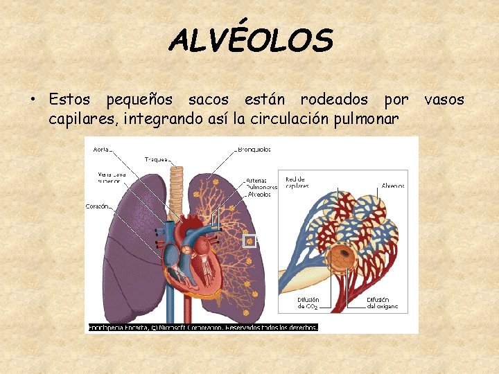 ALVÉOLOS • Estos pequeños sacos están rodeados por vasos capilares, integrando así la circulación