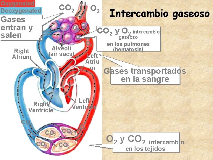 Oxygenated Deoxygenated Gases entran y salen CO 2 O 2 CO 2 Alveoli (air