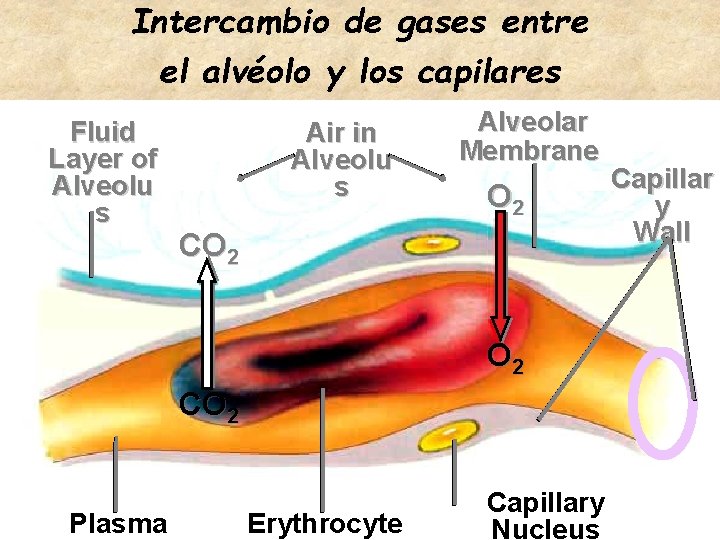 Intercambio de gases entre el alvéolo y los capilares Fluid Layer of Alveolu s