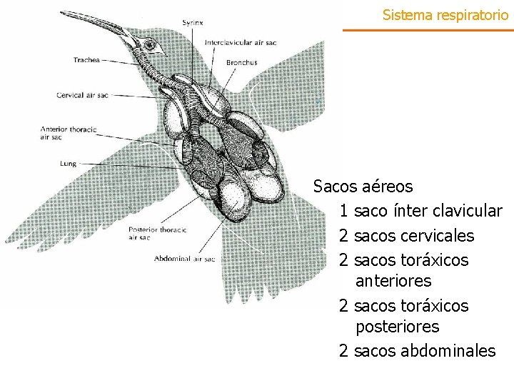 Sistema respiratorio Sacos aéreos 1 saco ínter clavicular 2 sacos cervicales 2 sacos toráxicos