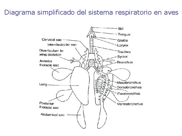 Diagrama simplificado del sistema respiratorio en aves 