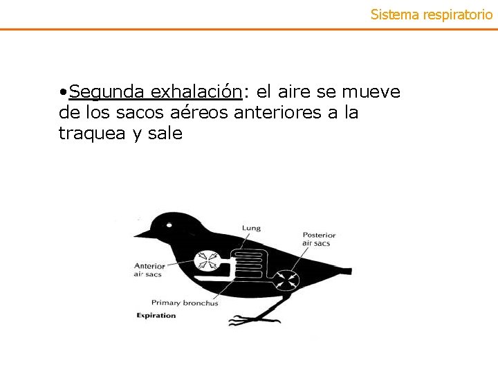 Sistema respiratorio • Segunda exhalación: el aire se mueve de los sacos aéreos anteriores