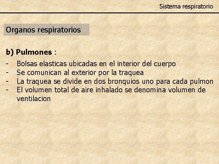 Sistema respiratorio Organos respiratorios b) Pulmones : - Bolsas elasticas ubicadas en el interior