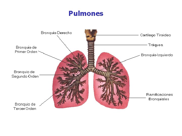 Pulmones 