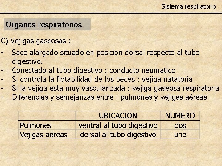 Sistema respiratorio Organos respiratorios C) Vejigas gaseosas : - Saco alargado situado en posicion