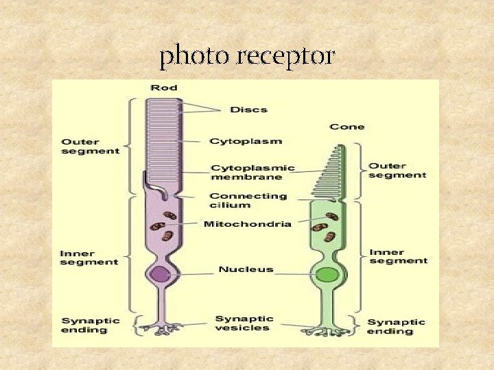 photo receptor 