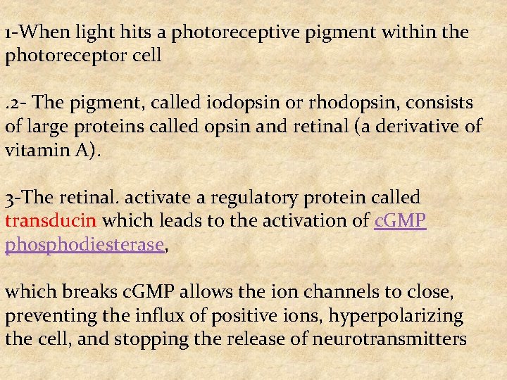 1 -When light hits a photoreceptive pigment within the photoreceptor cell. 2 - The