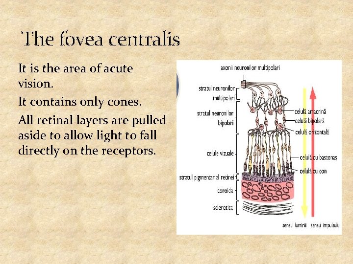The fovea centralis It is the area of acute vision. It contains only cones.