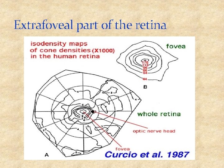 Extrafoveal part of the retina 