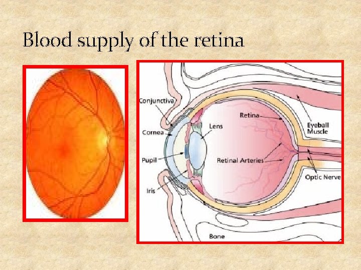 Blood supply of the retina 