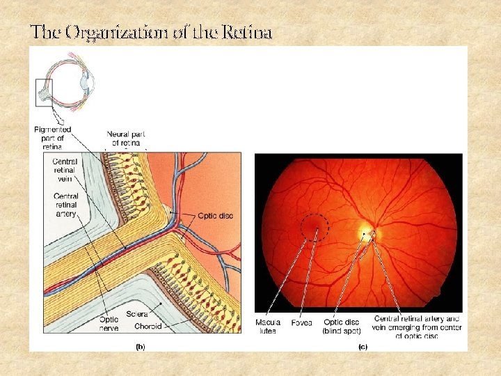 The Organization of the Retina 