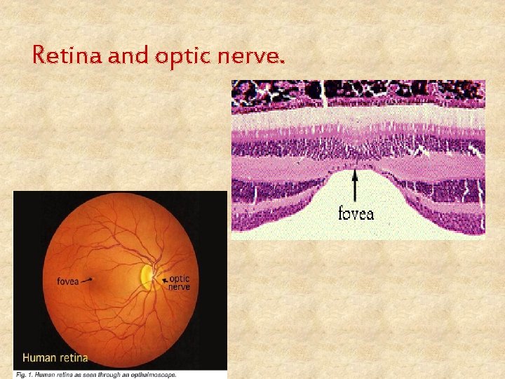 Retina and optic nerve. 