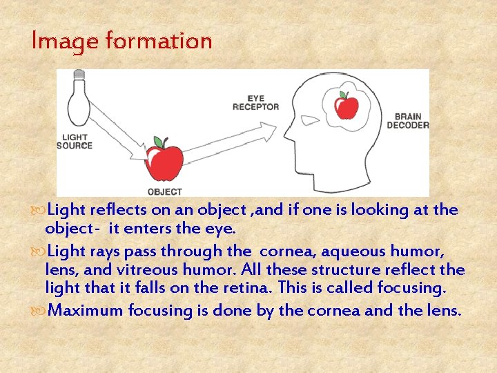Image formation Light reflects on an object , and if one is looking at