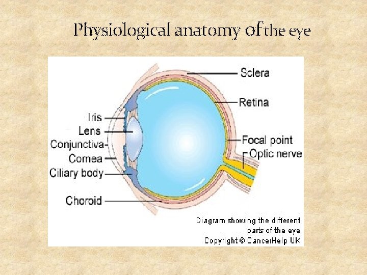 Physiological anatomy of the eye 