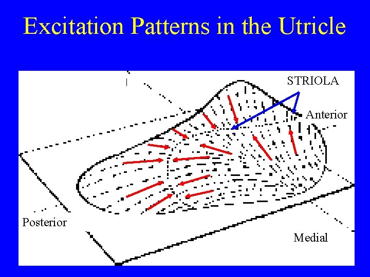 Excitation Patterns in the Utricle STRIOLA Anterior Posterior Medial 