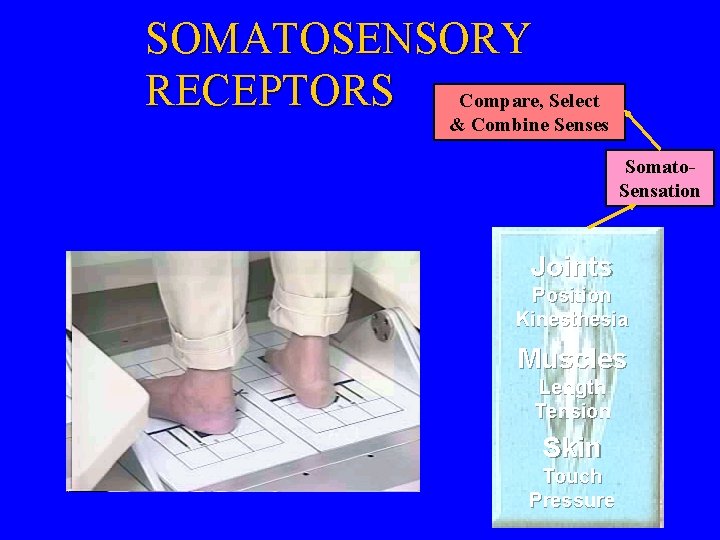 SOMATOSENSORY RECEPTORS Compare, Select & Combine Senses Somato. Sensation Joints Position Kinesthesia Muscles Length