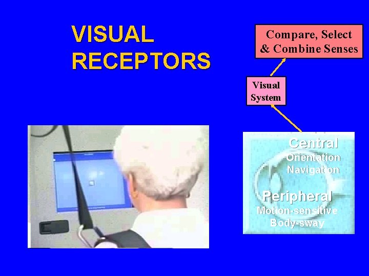 VISUAL RECEPTORS Compare, Select & Combine Senses Visual System Central Orientation Navigation Peripheral Motion-sensitive