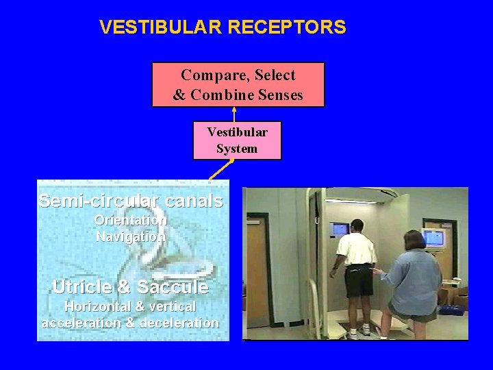 VESTIBULAR RECEPTORS Compare, Select & Combine Senses Vestibular System Semi-circular canals Orientation Navigation Utricle