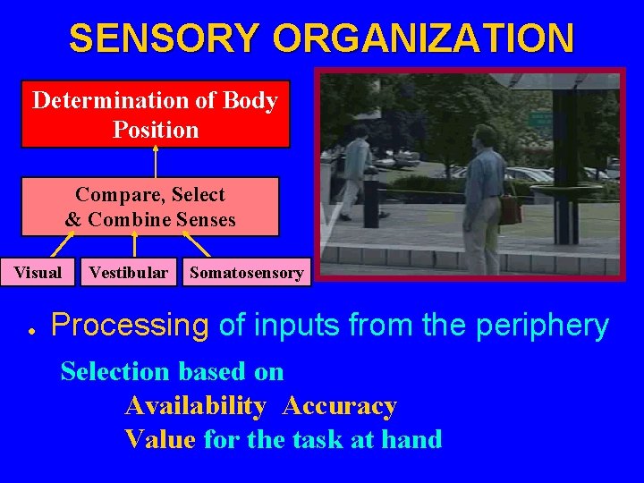 SENSORY ORGANIZATION Determination of Body Position Compare, Select & Combine Senses Visual l Vestibular