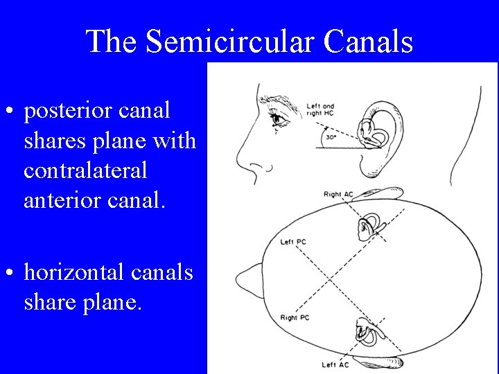 The Semicircular Canals • posterior canal shares plane with contralateral anterior canal. • horizontal