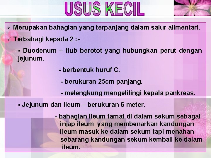 ü Merupakan bahagian yang terpanjang dalam salur alimentari. ü Terbahagi kepada 2 : Duodenum