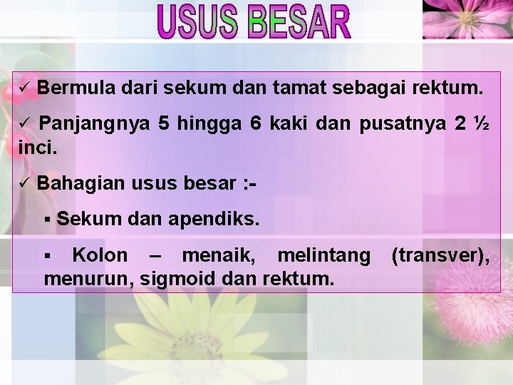 ü Bermula dari sekum dan tamat sebagai rektum. Panjangnya 5 hingga 6 kaki dan