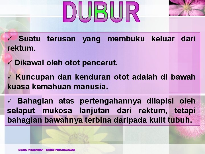 Suatu terusan yang membuku keluar dari rektum. ü ü Dikawal oleh otot pencerut. Kuncupan