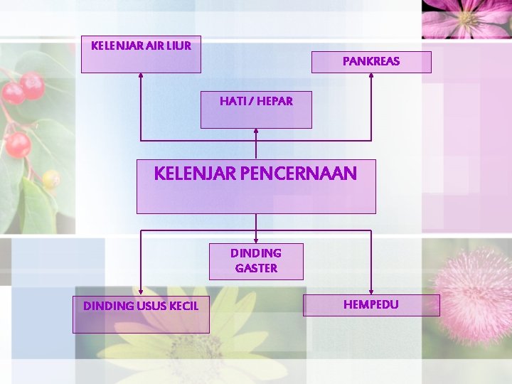 KELENJAR AIR LIUR PANKREAS HATI / HEPAR KELENJAR PENCERNAAN DINDING GASTER DINDING USUS KECIL