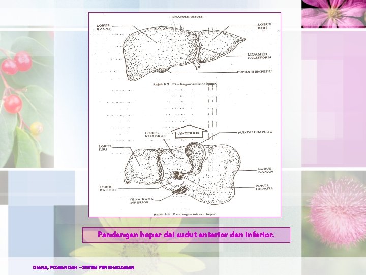 Pandangan hepar dai sudut anterior dan inferior. DIANA, FYZA&NOAH – SISTEM PENGHADAMAN 