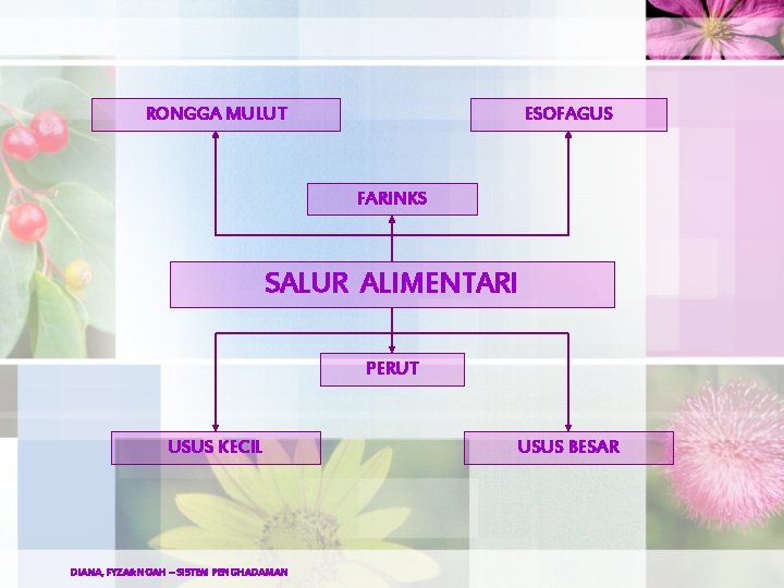 RONGGA MULUT ESOFAGUS FARINKS SALUR ALIMENTARI PERUT USUS KECIL DIANA, FYZA&NOAH – SISTEM PENGHADAMAN