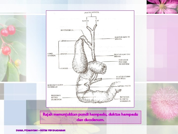 Rajah menunjukkan pundi hempedu, duktus hempedu dan duodenum. DIANA, FYZA&NOAH – SISTEM PENGHADAMAN 