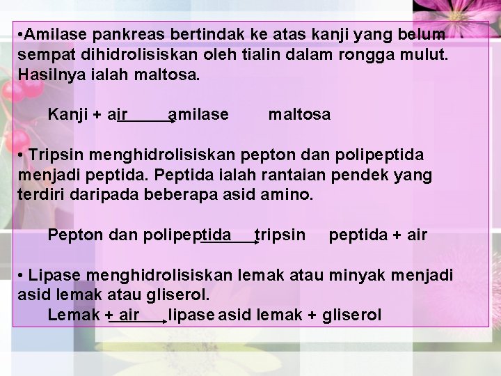  • Amilase pankreas bertindak ke atas kanji yang belum sempat dihidrolisiskan oleh tialin