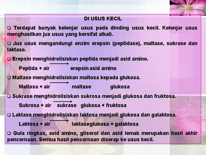 DI USUS KECIL Terdapat banyak kelenjar usus pada dinding usus kecil. Kelenjar usus menghasilkan