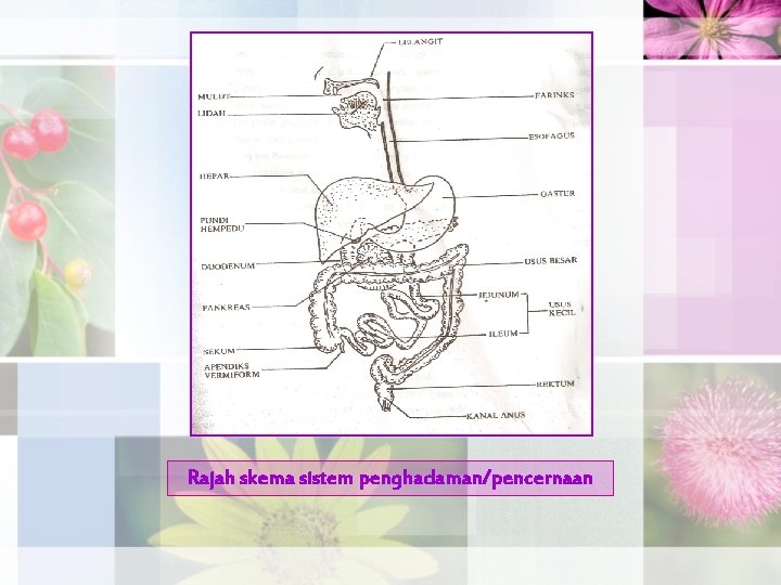 Rajah skema sistem penghadaman/pencernaan 