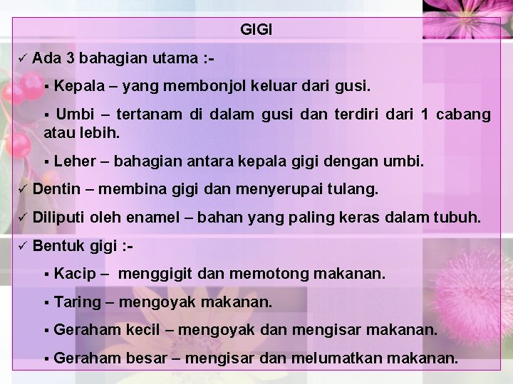 GIGI ü Ada 3 bahagian utama : § Kepala – yang membonjol keluar dari