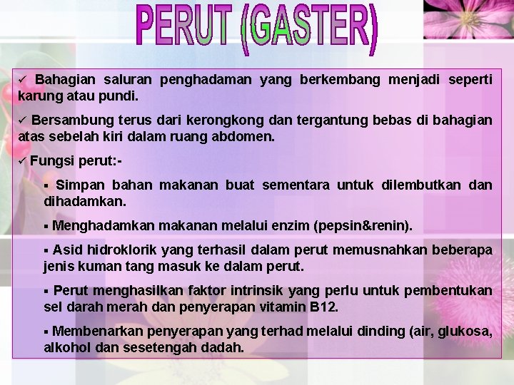 Bahagian saluran penghadaman yang berkembang menjadi seperti karung atau pundi. ü Bersambung terus dari