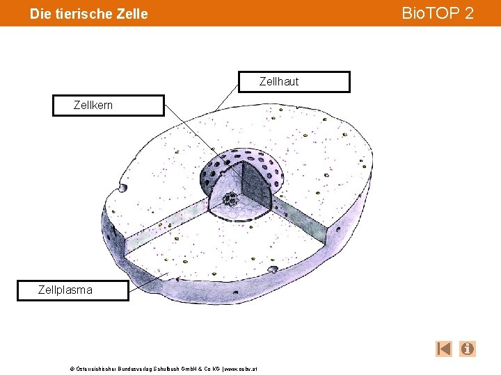 Bio. TOP 2 Die tierische Zellhaut Zellkern Zellplasma © Österreichischer Bundesverlag Schulbuch Gmb. H