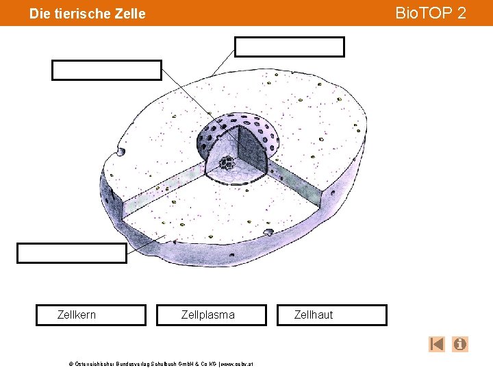 Bio. TOP 2 Die tierische Zellkern Zellplasma © Österreichischer Bundesverlag Schulbuch Gmb. H &