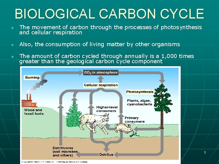 BIOLOGICAL CARBON CYCLE n The movement of carbon through the processes of photosynthesis and