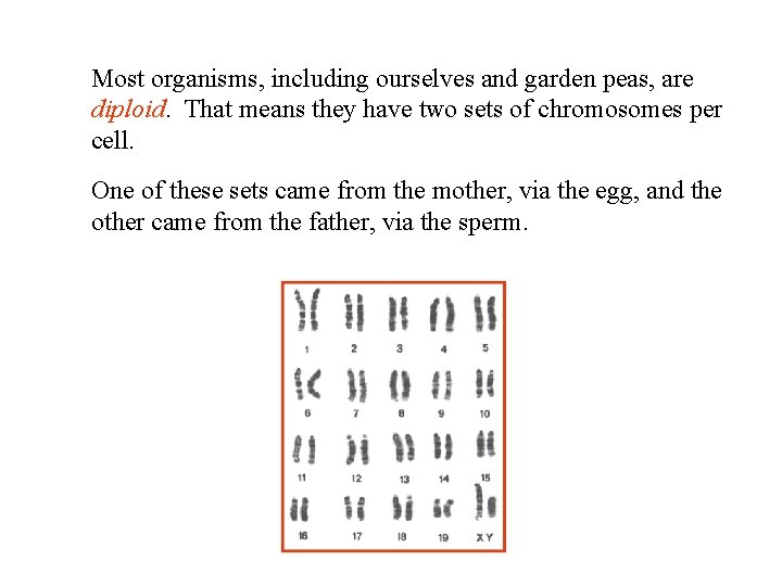 Most organisms, including ourselves and garden peas, are diploid. That means they have two