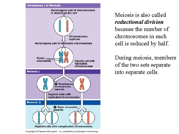 Meiosis is also called reductional division because the number of chromosomes in each cell