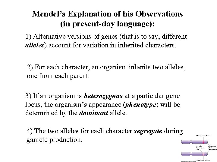 Mendel’s Explanation of his Observations (in present-day language): 1) Alternative versions of genes (that