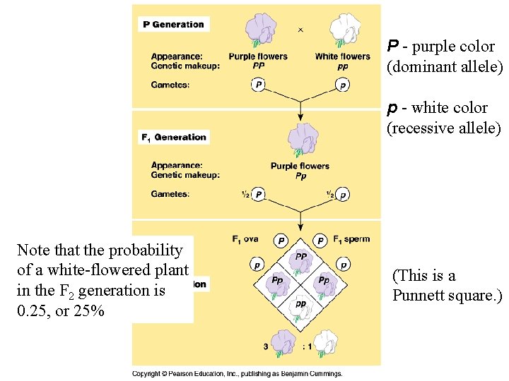 P - purple color (dominant allele) p - white color (recessive allele) Note that