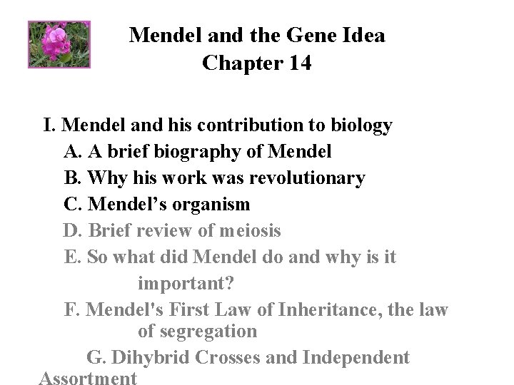 Mendel and the Gene Idea Chapter 14 I. Mendel and his contribution to biology