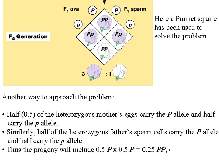 Here a Punnet square has been used to solve the problem Another way to