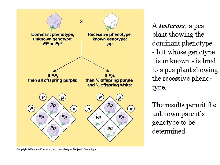 A testcross: a pea plant showing the dominant phenotype - but whose genotype is