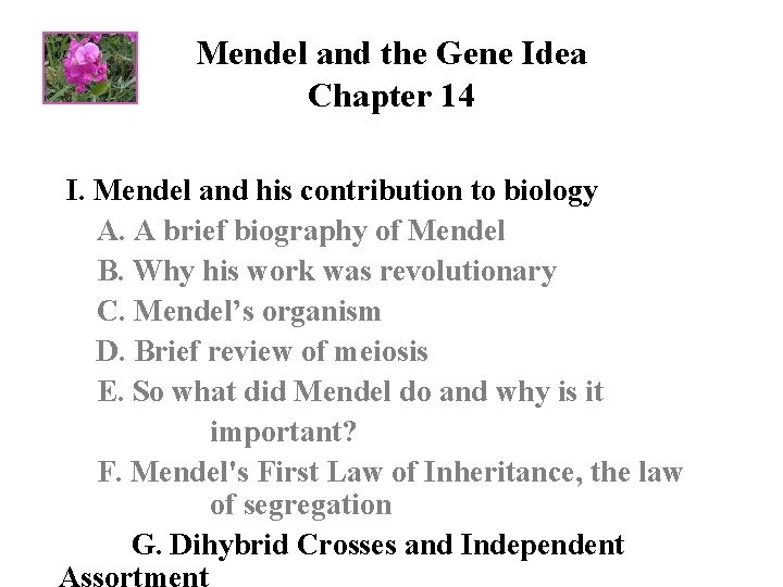 Mendel and the Gene Idea Chapter 14 I. Mendel and his contribution to biology