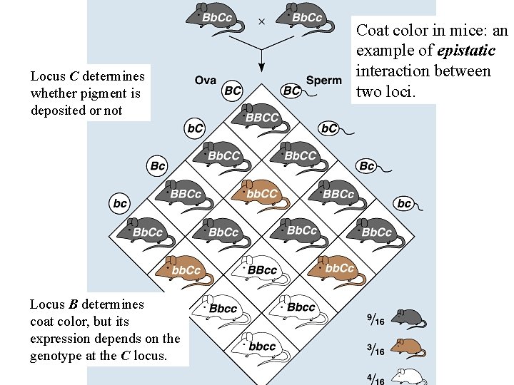 Locus C determines whether pigment is deposited or not Locus B determines coat color,