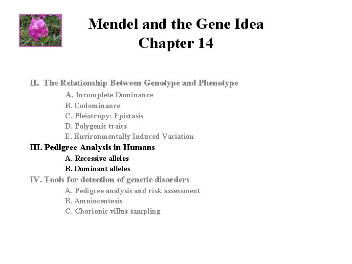 Mendel and the Gene Idea Chapter 14 II. The Relationship Between Genotype and Phenotype